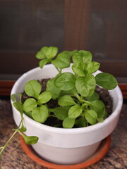 basil plant
