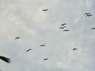 ptaki latają po niebie © Miroslaw