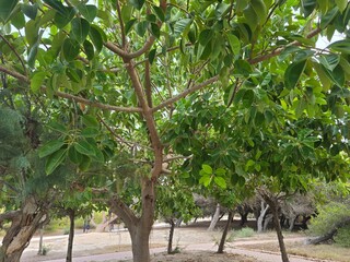 bardzo zielone drzewo daje cień © Miroslaw