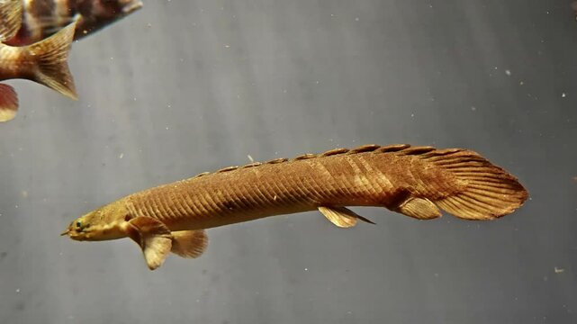 Polypterus senegalus or the Senegal bichir is African species of ray-finned fish in bichir family Polypteridae.