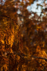 Close up on autumn foliage, background is blurred, no people are visible.