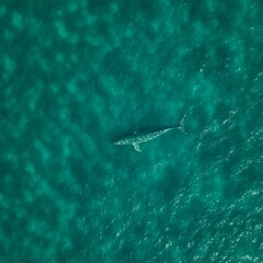 Fototapeta premium Aerial View of a Whale in Turquoise Ocean Waters