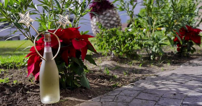 Footage of a champagne bottle with a head band boppers saying happy New Year surrounded by two wine glasses on a sunny day in a garden indicating by a Poinsettia plant New Years Eve in the sun