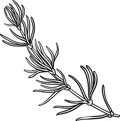 Rooibos Branch with Flowers and Leaves Outline Illustration.