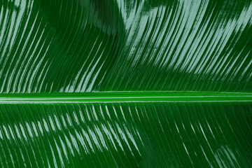 Fresh green banana leaf as background, closeup