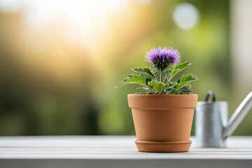 balcony gardening, a thriving milk thistle plant in a clay pot on a sunny balcony, with garden tools and a watering can nearby