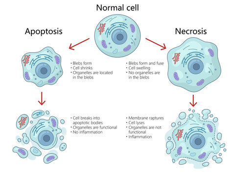 apoptosis and necrosis processes in cells, structural changes, organelle functions, inflammation differences diagram hand drawn schematic raster illustration. Medical science educational illustration