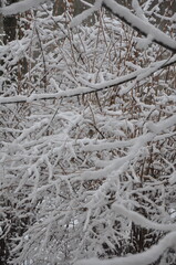 Branches in the snow