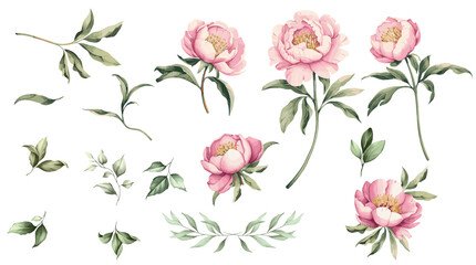 Watercolor peony flowers and leaves set. Hand drawing Watercolor flowers floral set.