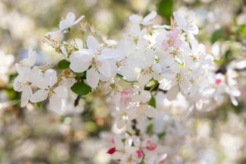 Cherry blossoms in full bloom