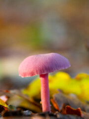 Beautiful pink mushroom in the autumn forest. Close-up. A soft purple amethyst mushroom stands...