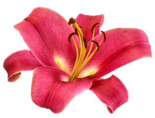 Lily  flower  on  isolated background with clipping path.  Closeup. For design. Transparent background.	