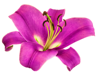 Lily  flower  on  isolated background with clipping path.  Closeup. For design. Transparent background.	
