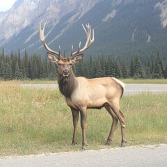 Fototapeta premium Majestic Elk Bull in Mountain Landscape