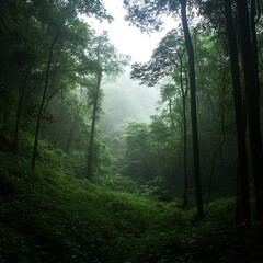 Obraz premium Misty Forest Path A Tranquil Green Valley Scene