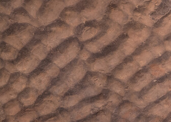 background of a fossilized seabed