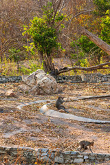 A dry landscape with a few monkeys present. There is a large rock positioned prominently, surrounded by sparse vegetation