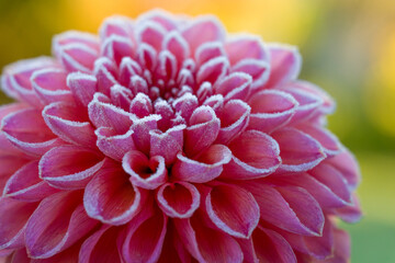 First autumn frost in the garden. Pink dahlia flower covered in ice crystals after first killing frost of the season. Frozen flower close up.