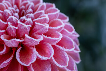 First autumn frost in the garden. Pink dahlia flower covered in ice crystals after first killing...