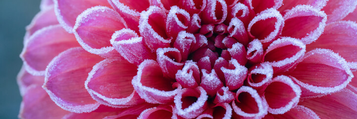 First autumn frost in the garden. Pink dahlia flower covered in ice crystals after first killing...