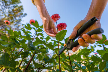 Flower farming. Gardener harvesting dahlia blooms. Low angle of hands with pruning shears and...