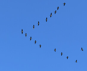 Flock of Canada geese (Branta canadensis) flying in blue sky
