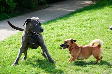 Deux chiens entrain de jouer sur l'herbe