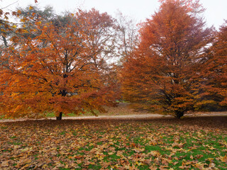 Autumn at Parco Sempione, Milan