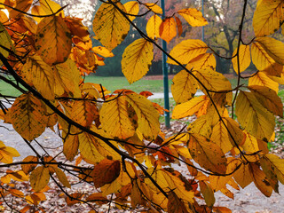 Autumn at Parco Sempione, Milan
