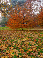 Autumn at Parco Sempione, Milan