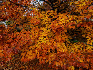 Autumn at Parco Sempione, Milan