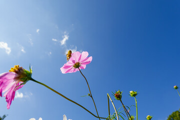 青空に咲くピンクのコスモスと蜂