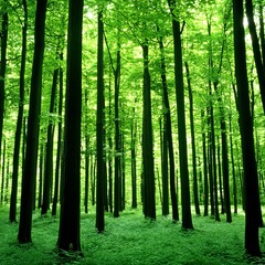 Obraz premium Serene Green Forest Canopy Sunlight Through Trees