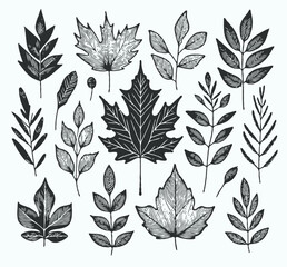 Illustrator Artwork Hand Drawn Vintage Sketch Drawing, green leaves Line Art, Plants Collection branches Floral elements, set of Botanical Illustration Outline leaf, branch Black And White leaves