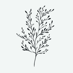 Illustrator Artwork Hand Drawn Vintage Sketch Drawing, green leaves Line Art, Plants Collection branches Floral elements, set of Botanical Illustration Outline leaf, branch Black And White leaves