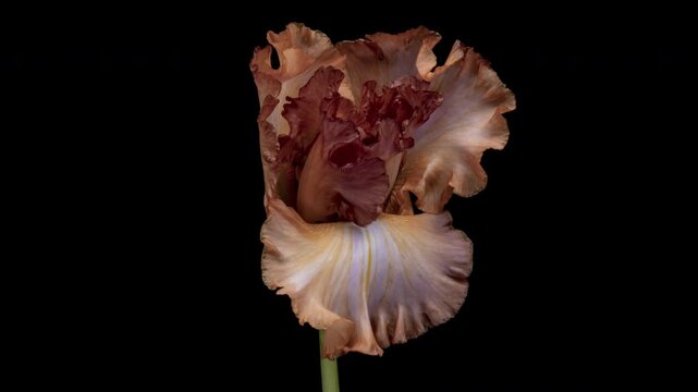 Time lapse of brawn iris flower blooming on black background. Blooming iris flower close-up. Demonstrating the colors of 2025-Mocha Mousse. Wedding backdrop, Valentine's Day concept. Mother's day