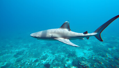 Ocean Predator: Hammerhead Shark Navigating the Deep Blue Sea