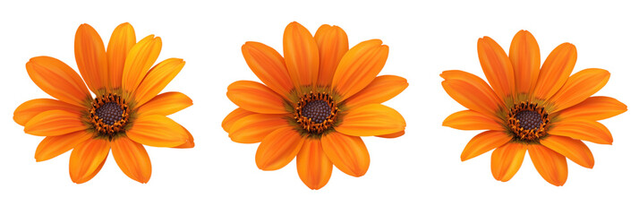 Fototapeta premium Orange flowers in bloom, vibrant petals, detailed center, arranged in three positions, bright and cheerful appearance, isolated on transparent background, png