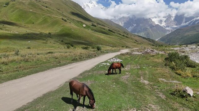Enguri river valley with road leading to Shkhara Glacier near Ushguli village, Svaneti region of Georgia. Wild horses grazing against Caucasus Mountains.