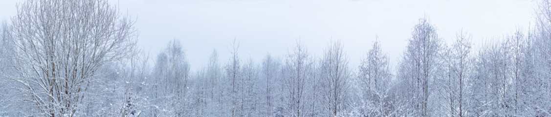 Beautiful winter forest landscape, trees covered with snow peaceful background