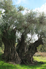 Fototapeta premium Olive tree over 1000 years old centenarian olive tree