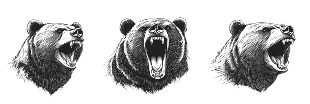 Roaring bears illustration, three detailed bear heads with open mouths, showcasing fierce expressions and intricate fur details, isolated on transparent background, png