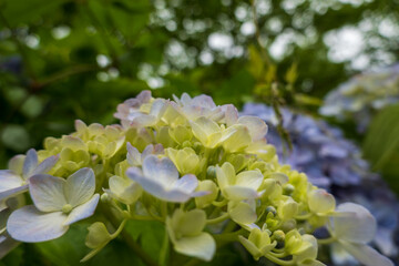 淡い色の紫陽花と緑の背景