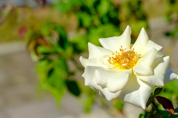 白いバラのアップと背景ボケ