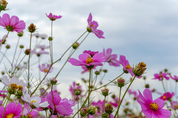 ピンク色のコスモス畑