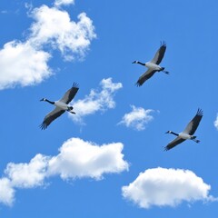 Fototapeta premium Three Cranes Soaring Through a Blue Sky with Fluffy Clouds