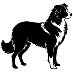 Australian Shepherd Silhouette  vector illustration