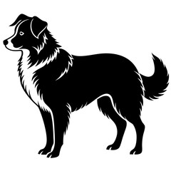 Australian Shepherd Silhouette  vector illustration