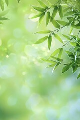 Fototapeta premium A close-up of bamboo leaves, with a blurred background and sunlight filtering through the green branches. 