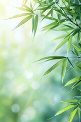 A close-up of bamboo leaves, with a blurred background and sunlight filtering through the green branches. 